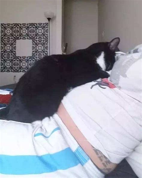 土克什么 孕婦養貓 注意